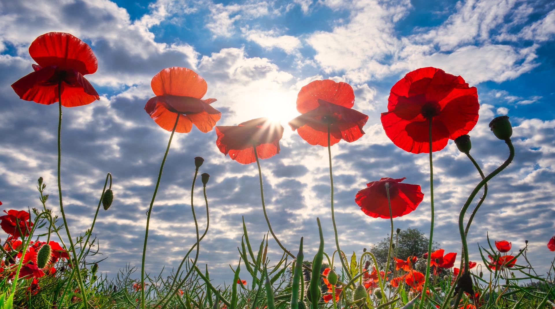 Poppies by Tim Hill poppies in the sun
