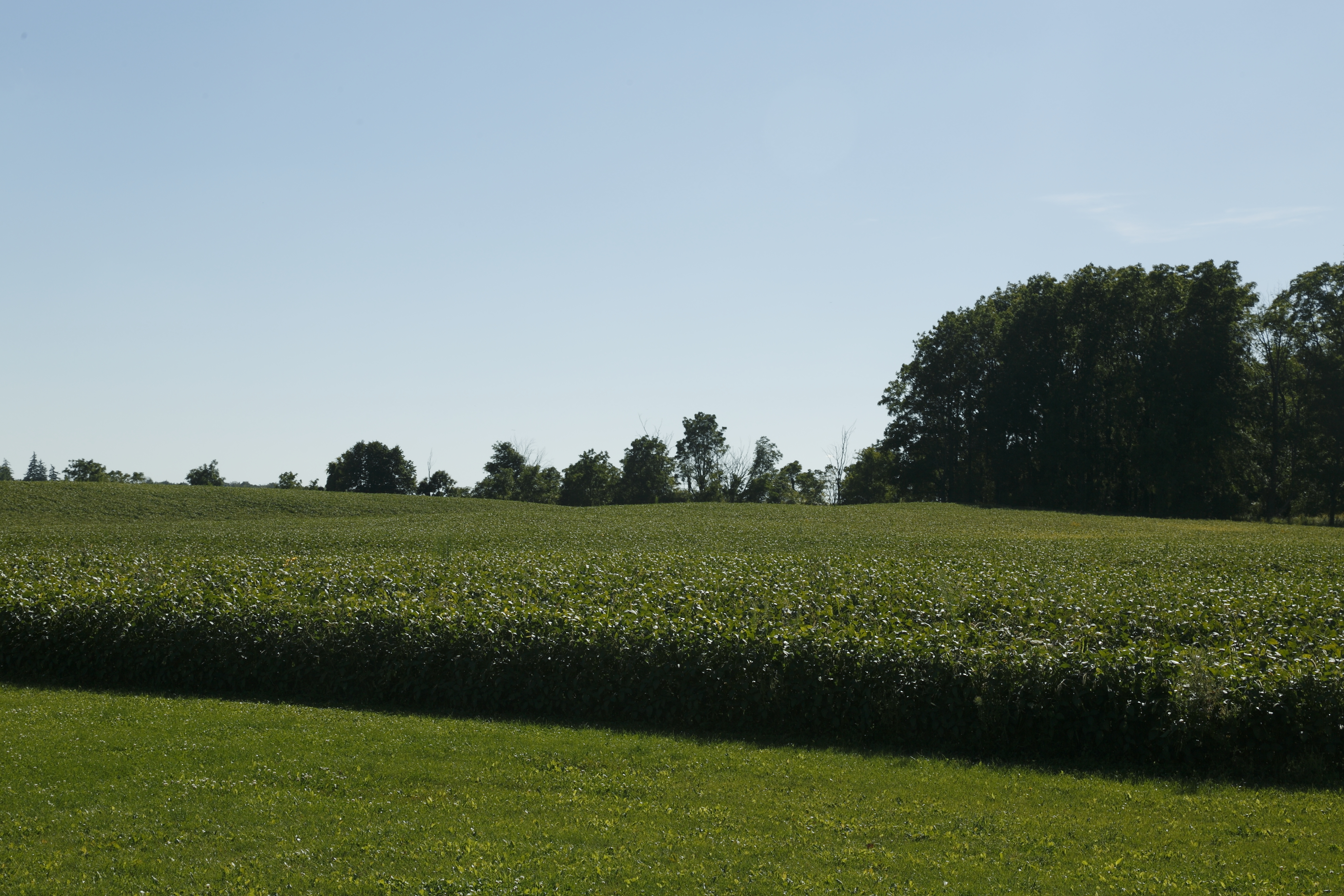 Soybean field in Middlesex Centre Soybean field in Middlesex Centre