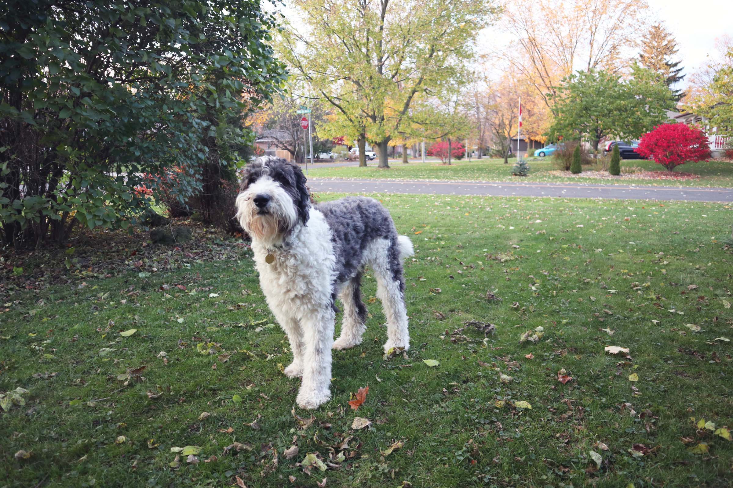 Adorable dog with Dog Tag Adorable Middlesex Centre dog with dog tag