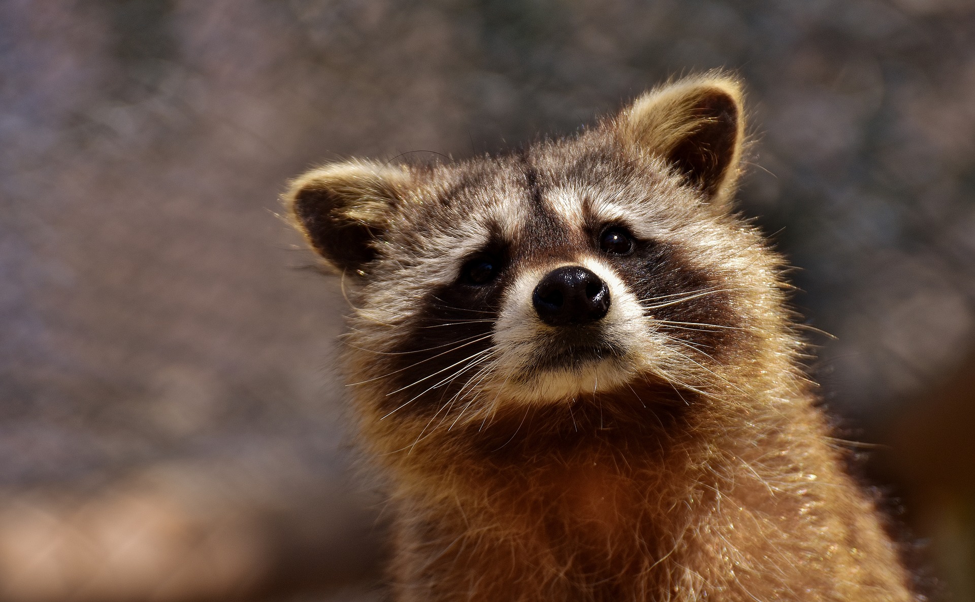 Raccoon Raccoon
