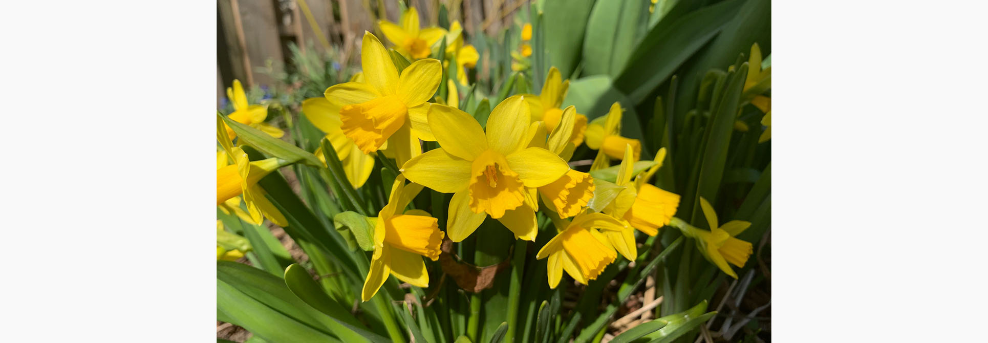 Mini Daffodils