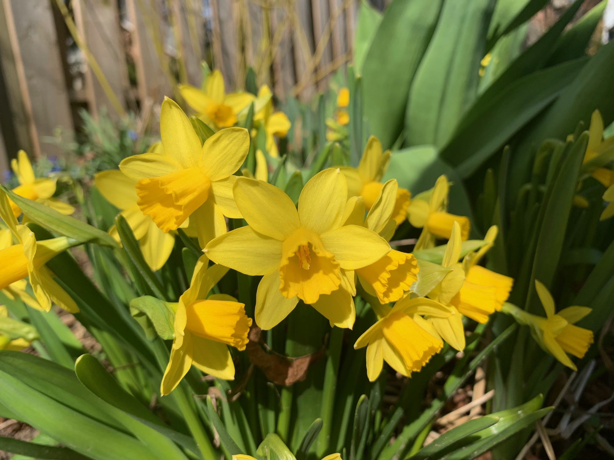 Mini Daffodils
