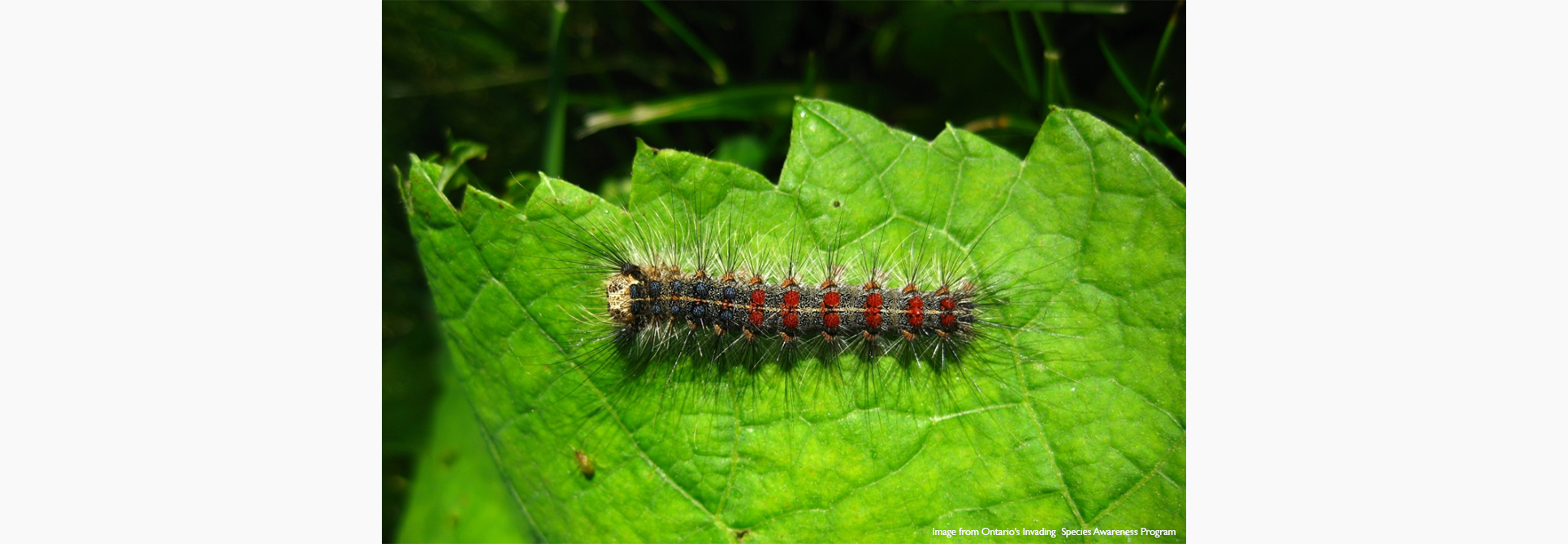 spongy moth (LLD) caterpillar