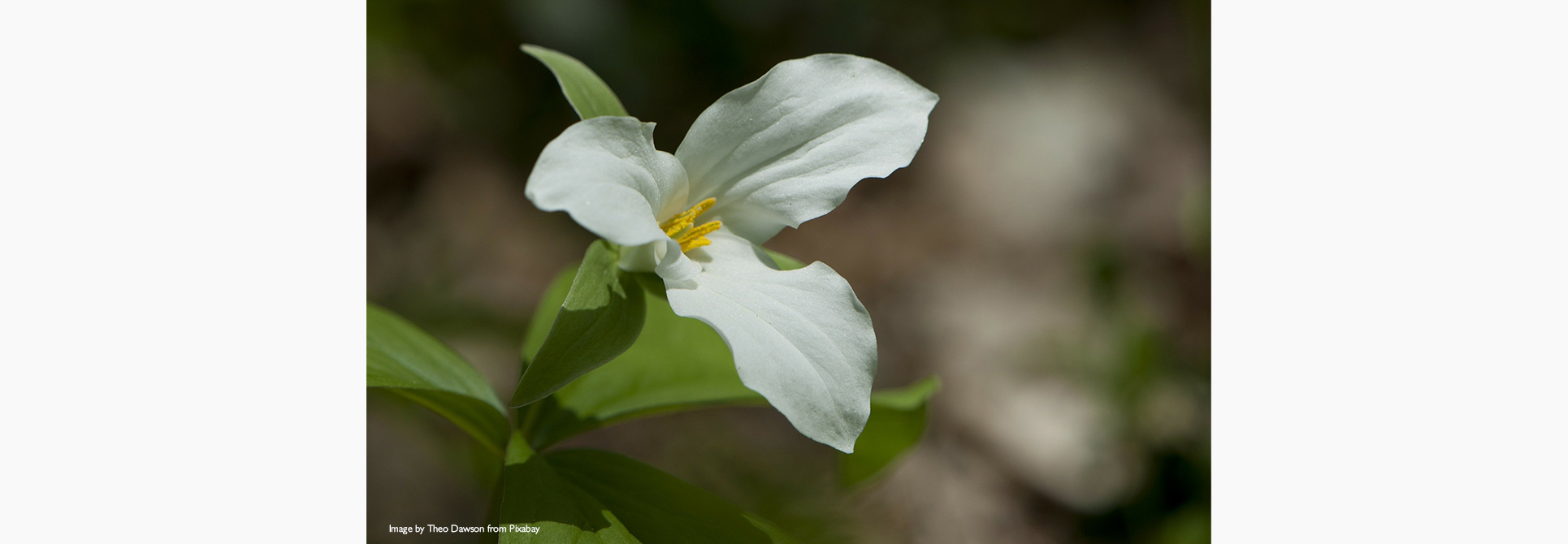 Trillium