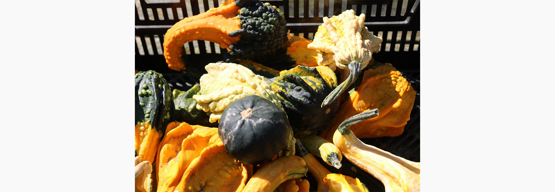 Gourds for Sale in Arva