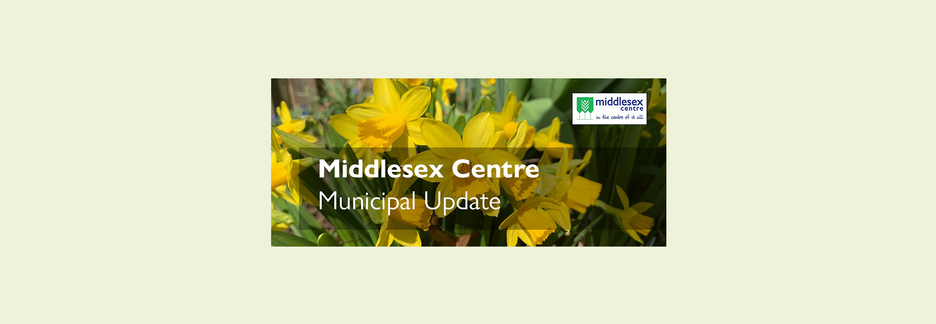 Newsletter - Spring with daffodils