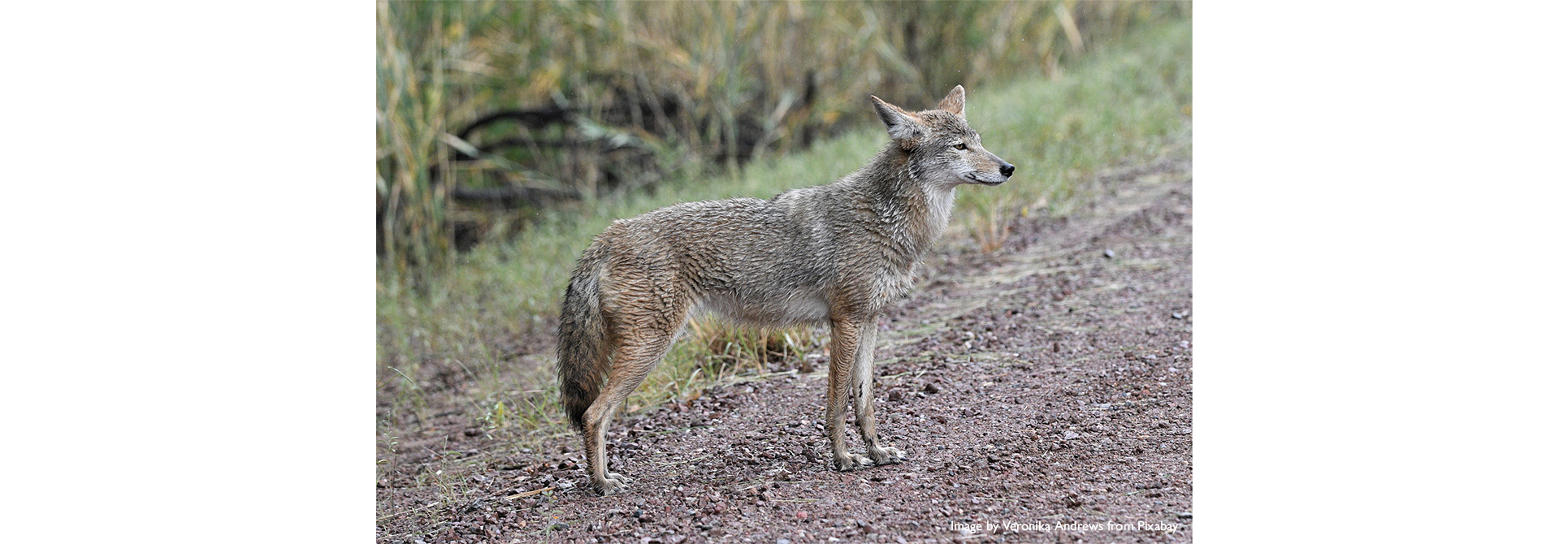 Coyote