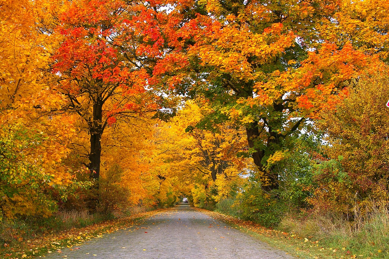 Maple Trees
