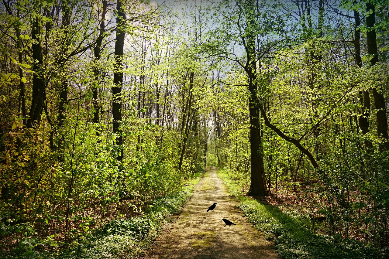 Forest with trees