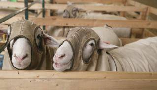 Picture of a Sheep with mask on behind wooden gate