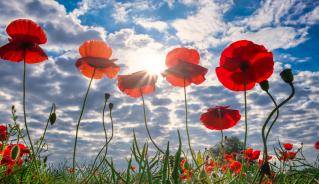 poppies in the sun