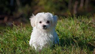 small dog in a park