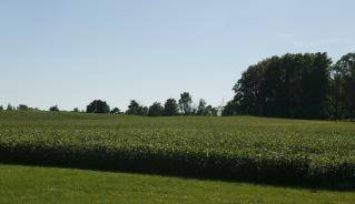 Soybean field in Middlesex Centre