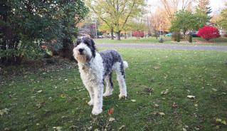 Adorable Middlesex Centre dog with dog tag