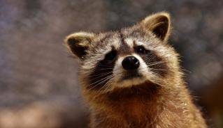 Raccoon