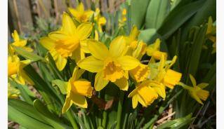 Mini Daffodils