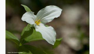 Trillium