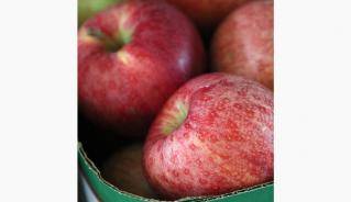 Apples in a basket