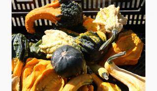 Gourds for Sale in Arva