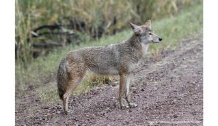 Coyote