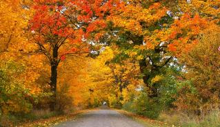 Maple Trees