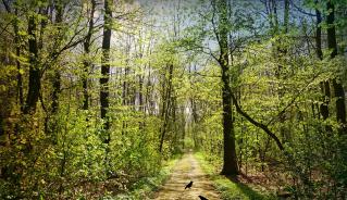 Forest with trees