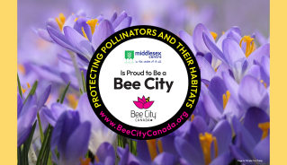 Bee City Logo and Flowers