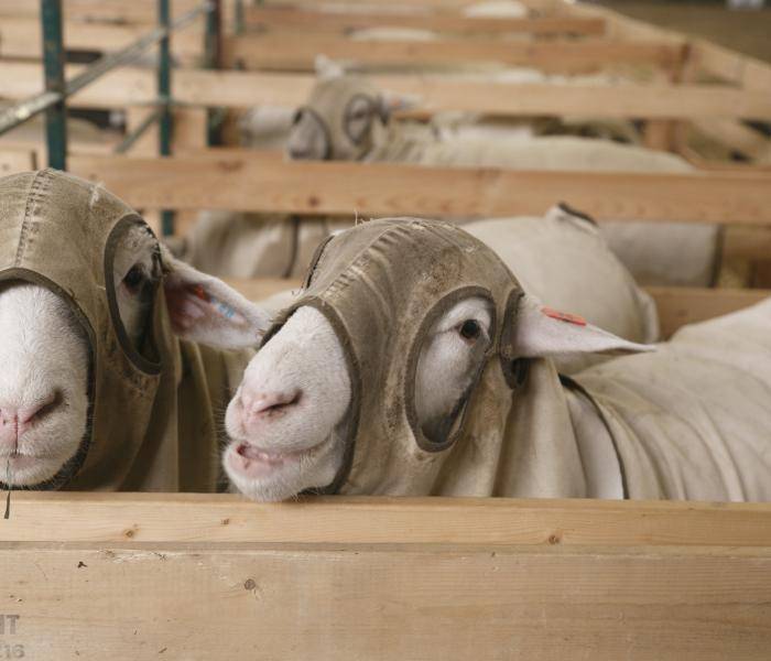 Picture of a Sheep with mask on behind wooden gate