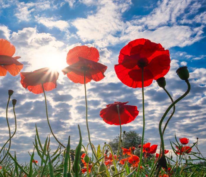 poppies in the sun
