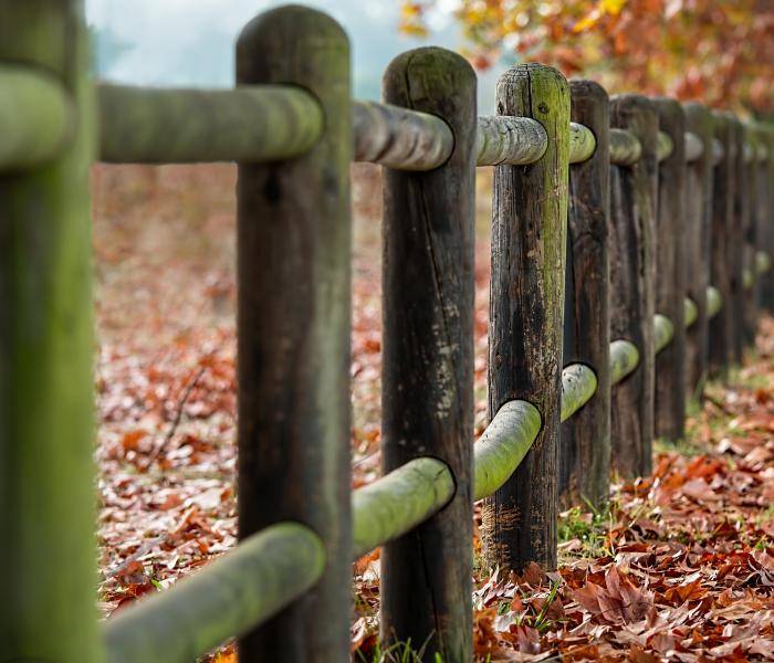 Fence in autumn