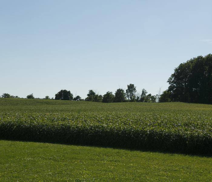 Soybean field in Middlesex Centre