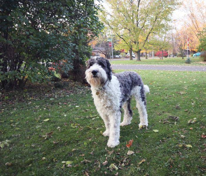 Adorable Middlesex Centre dog with dog tag