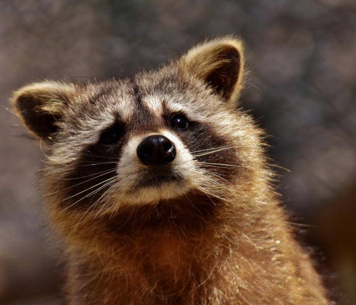Raccoon