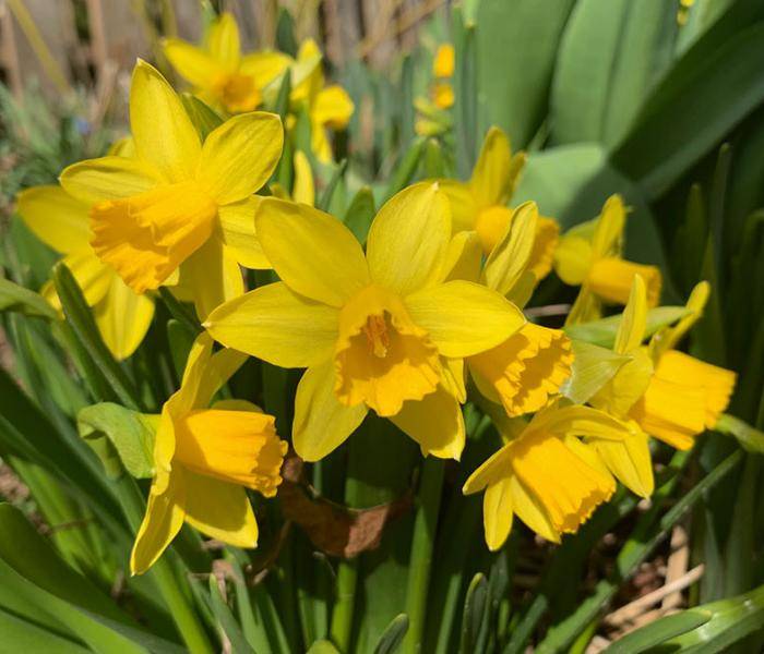 Mini Daffodils