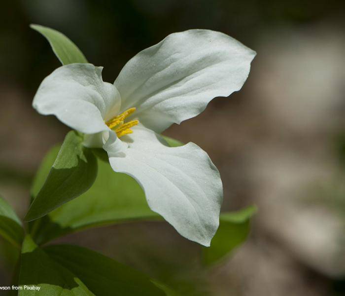 Trillium