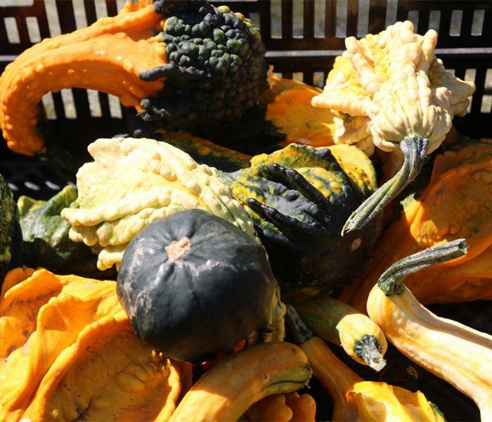 Gourds for Sale in Arva
