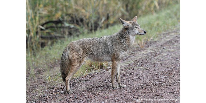 Coyotes in Middlesex Centre | Middlesex Centre